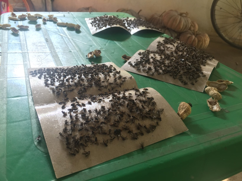 [-]Kinh[-]ho&agrave;ng[-]ruồi[-]từ[-]b&atilde;i[-]r&aacute;c[-]Nam[-]Sơn[-]"tấn[-]c&ocirc;ng"[-]nh&agrave;[-]d&acirc;n